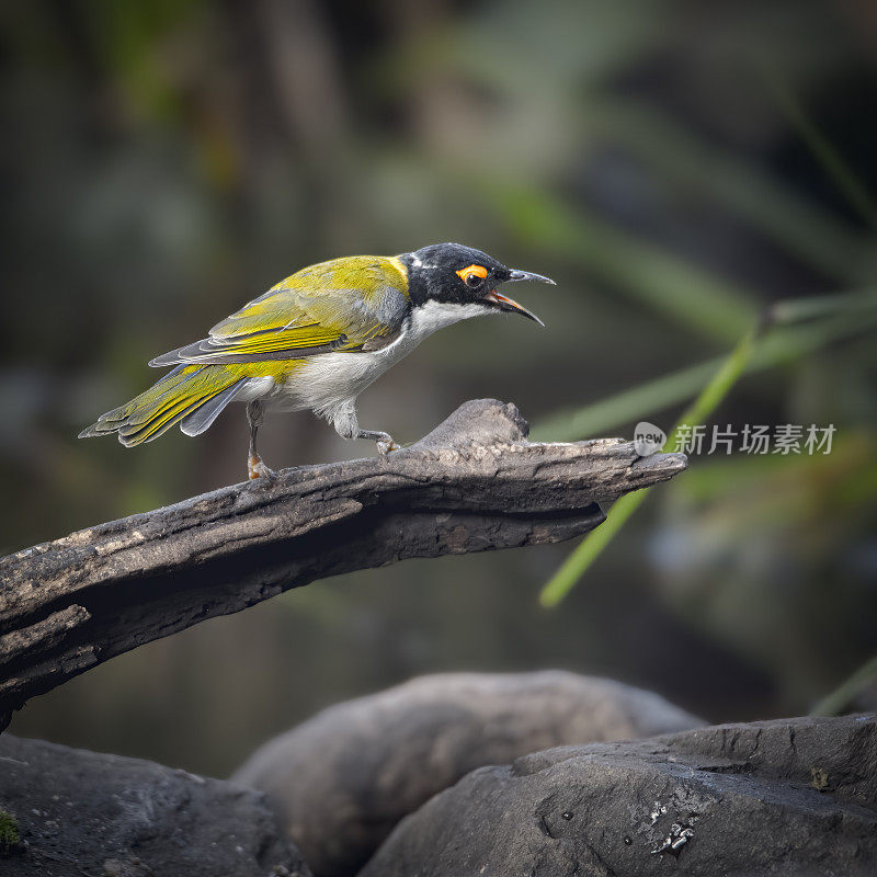 白色naped蜜食者(Melithreptus lunatus)